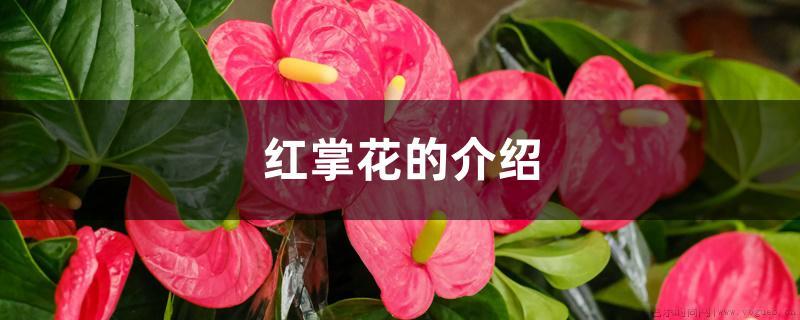 红掌花的介绍