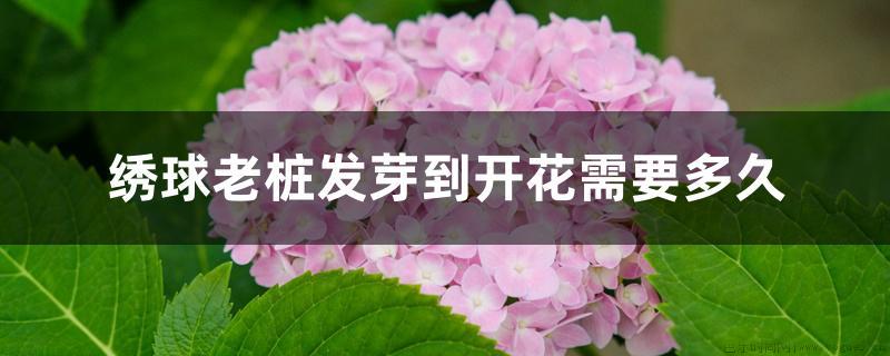 绣球老桩发芽到开花需要多久