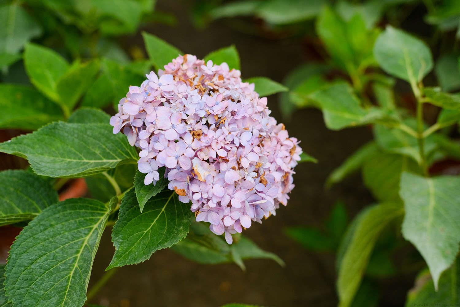 绣球花语及寓意