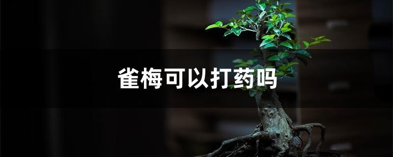 雀梅可以打药吗