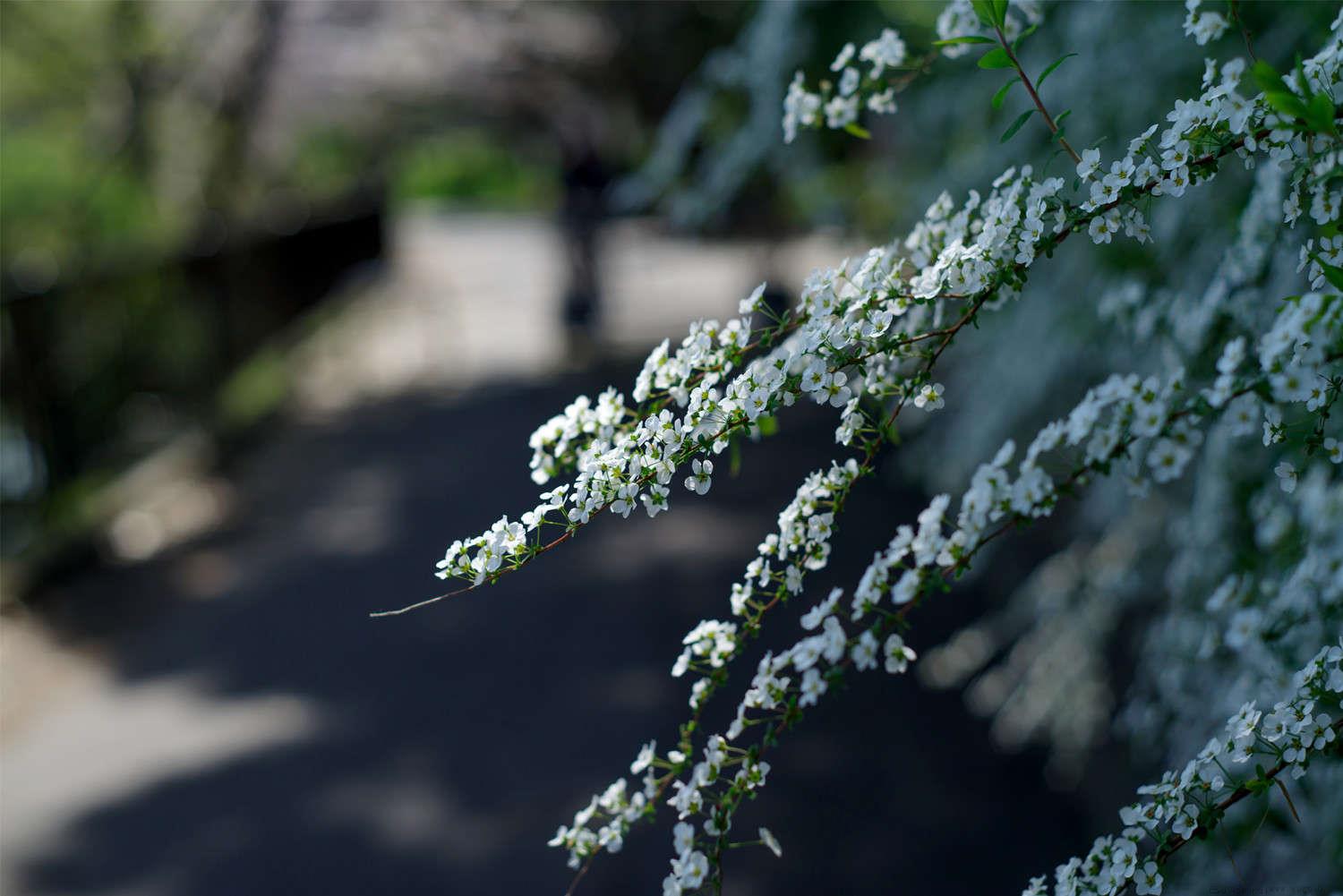 干枝雪柳水培能活多久