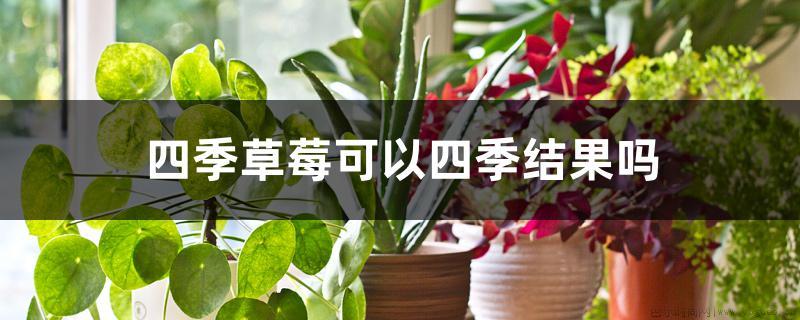 四季草莓可以四季结果吗