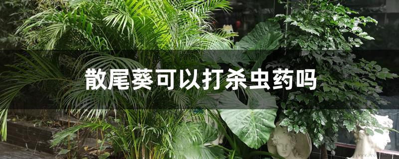 散尾葵可以打杀虫药吗