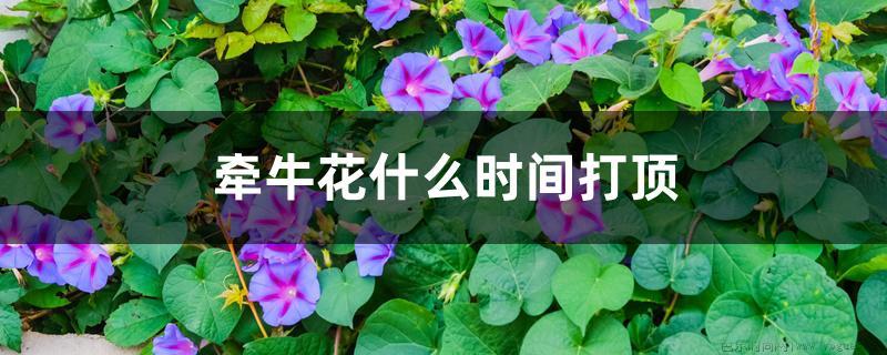 牵牛花什么时间打顶