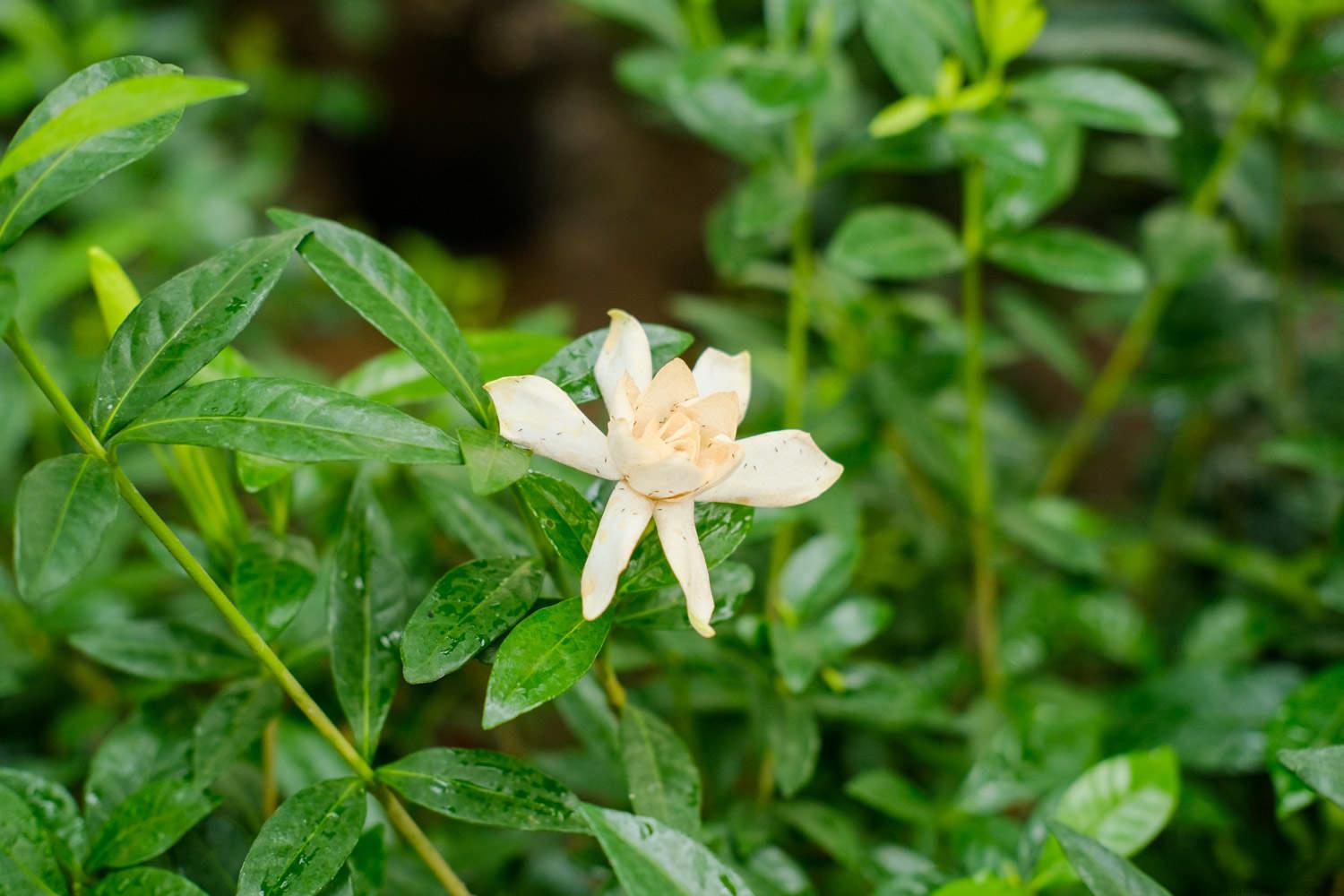 栀子花开花发黄怎么办