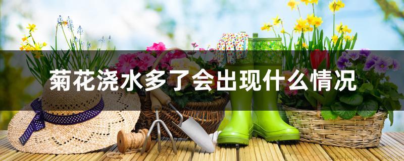 菊花浇水多了会出现什么情况