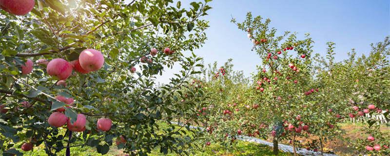 芭芭农场合种免费水果是一人一份吗