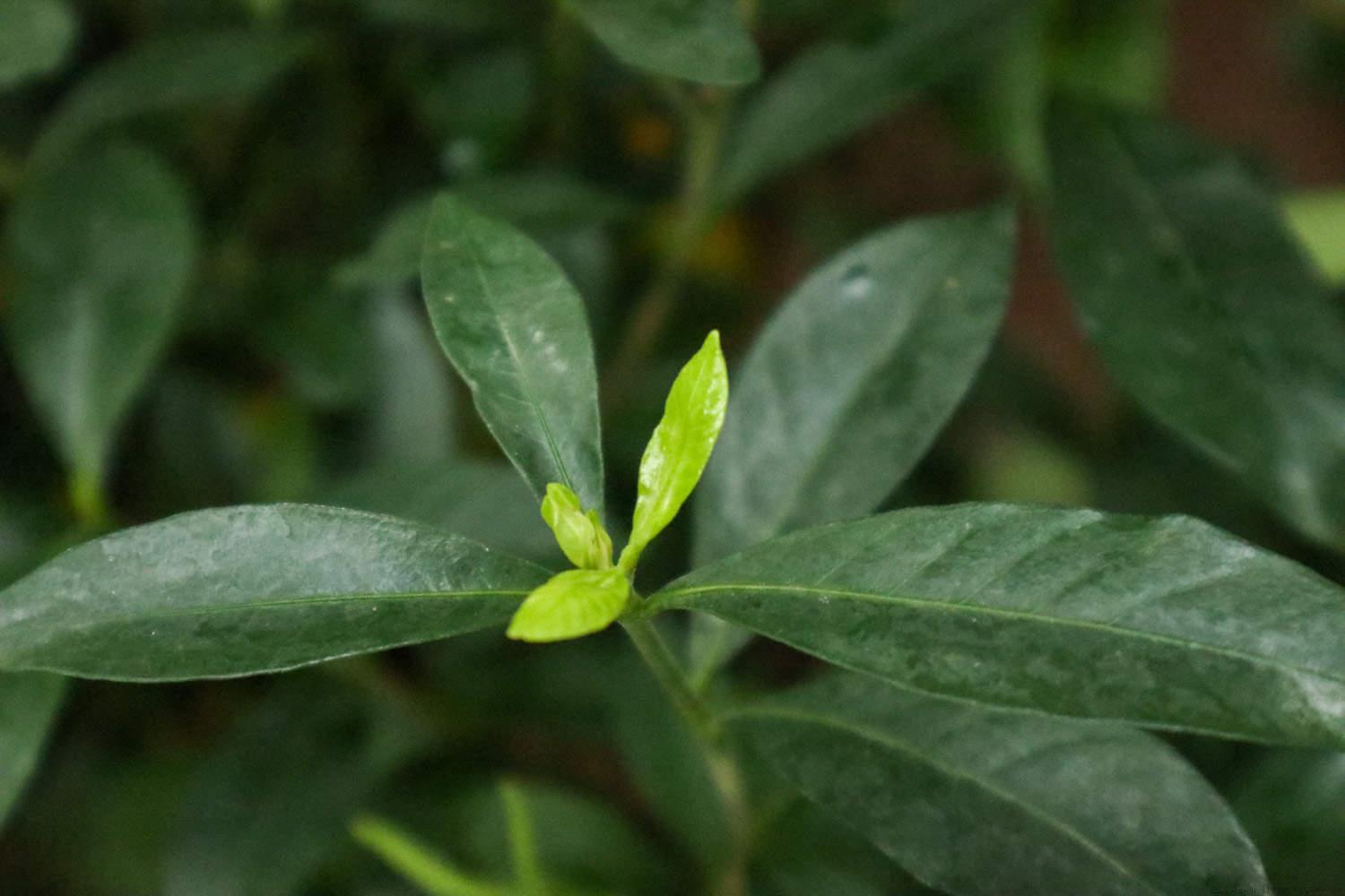 立春了植物是不是可以施肥