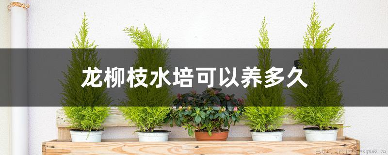 龙柳枝水培可以养多久