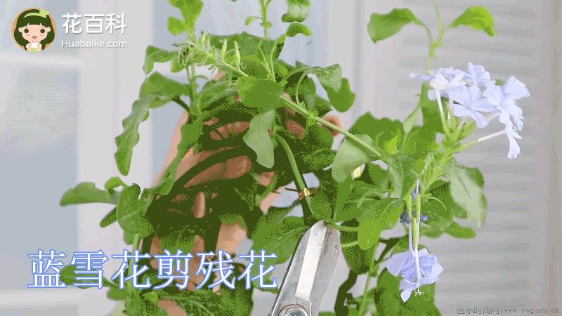 蓝雪花夏天养护注意事项