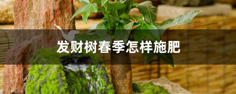 发财树春季怎样施肥