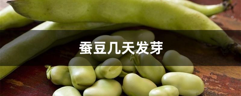 蚕豆几天发芽