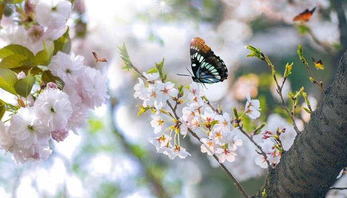 桃花什么季节开