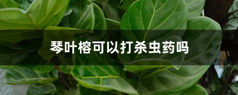 琴叶榕可以打杀虫药吗