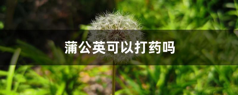 蒲公英可以打药吗