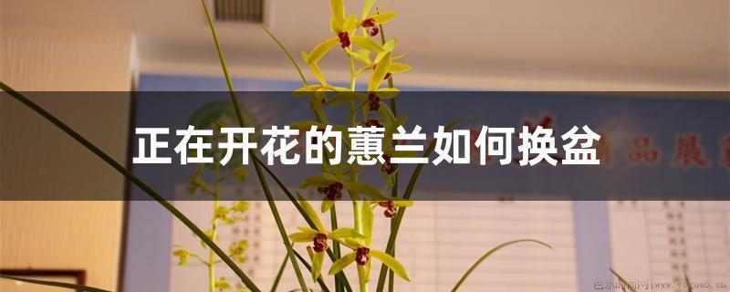 正在开花的蕙兰如何换盆