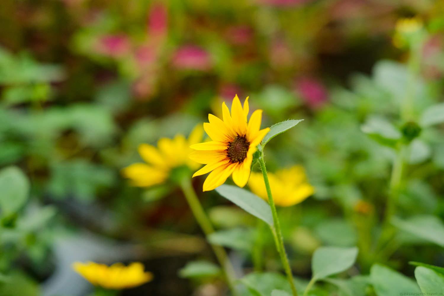 3朵向日葵的花语和寓意