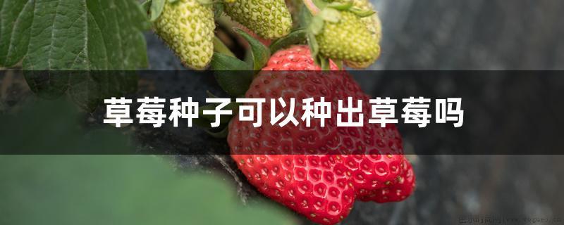 草莓种子可以种出草莓吗