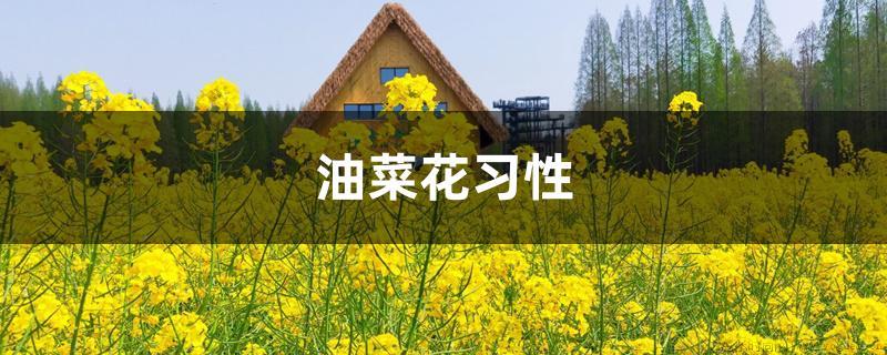 油菜花习性