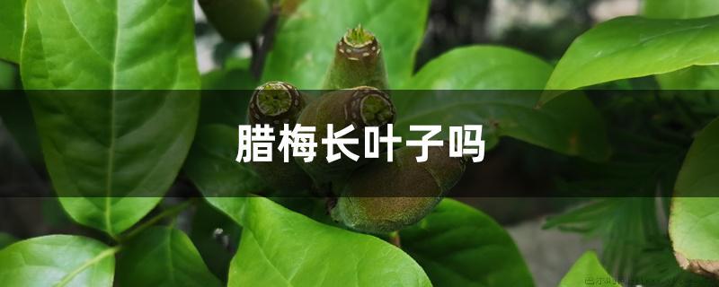 腊梅长叶子吗