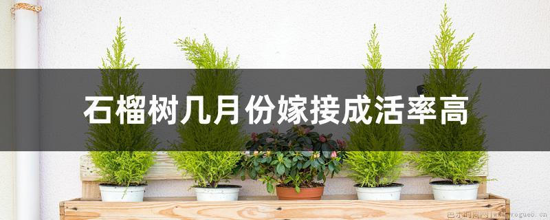 石榴树几月份嫁接成活率高