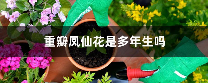 重瓣凤仙花是多年生吗