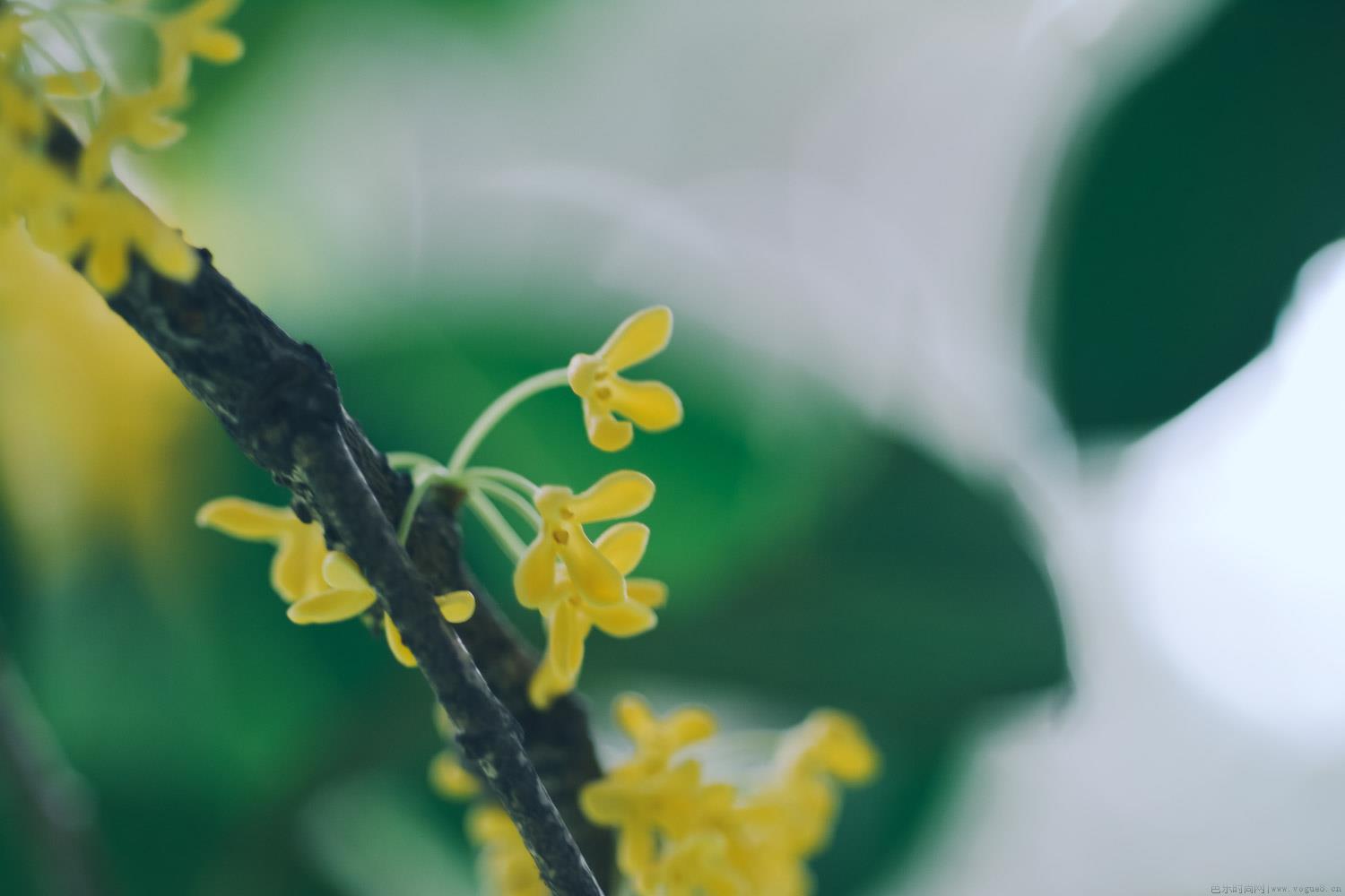 盆栽桂花如何过冬