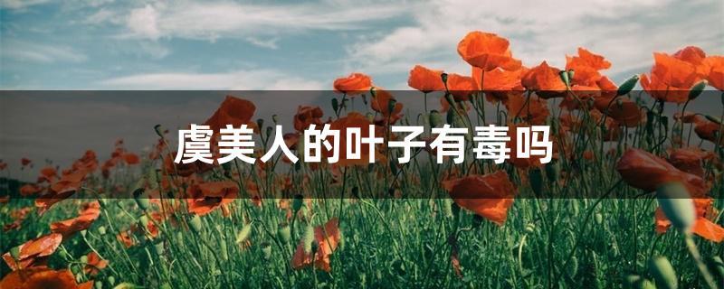 虞美人的叶子有毒吗