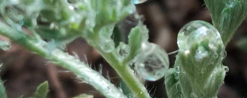 白蒿和臭蒿是什么植物?白蒿和臭蒿的区别