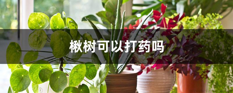 楸树可以打药吗