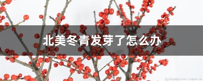 北美冬青发芽了怎么办