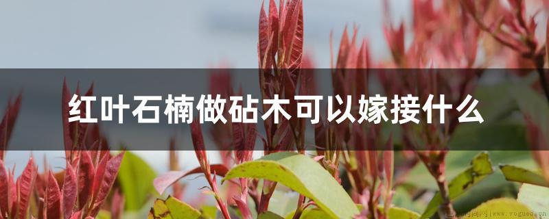 红叶石楠做砧木可以嫁接什么