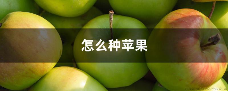 怎么种苹果