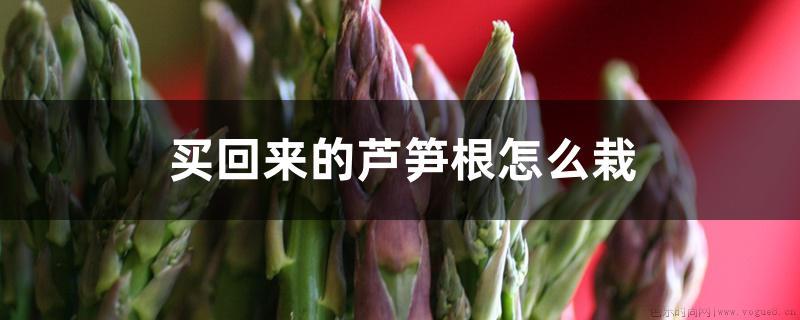 买回来的芦笋根怎么栽