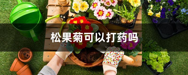 松果菊可以打药吗