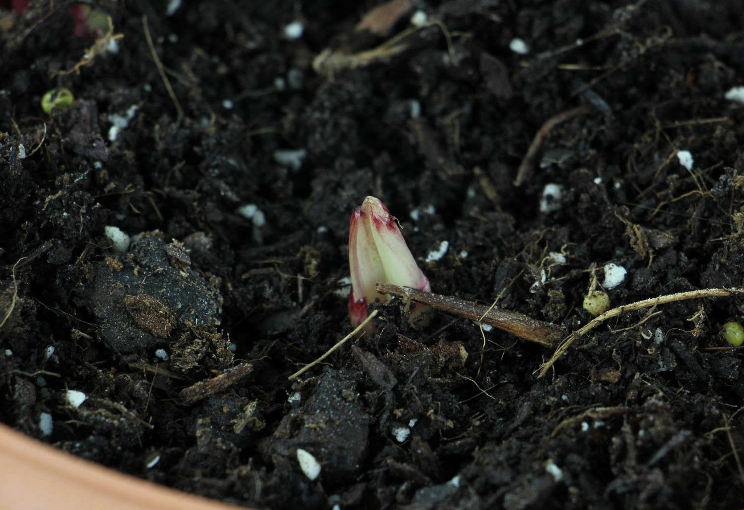 唐菖蒲开花败后怎样养护