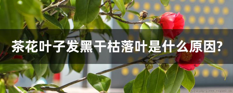 茶花叶子发黑干枯落叶是什么原因