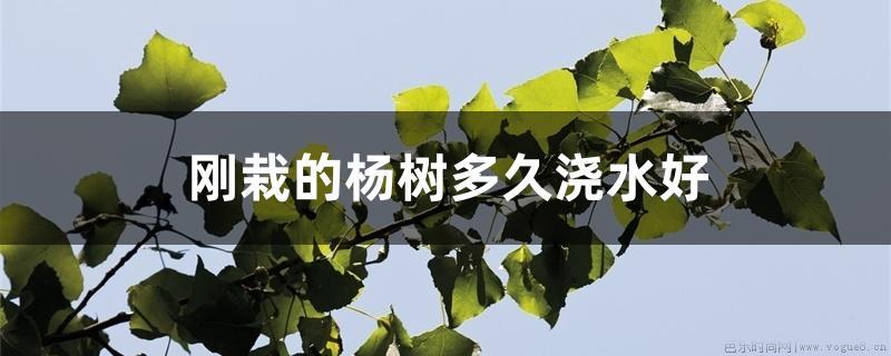 刚栽的杨树多久浇水好