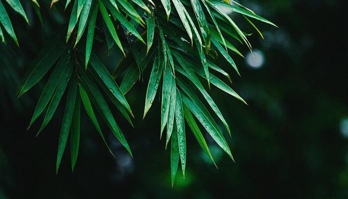 动森竹子怎么种植方法