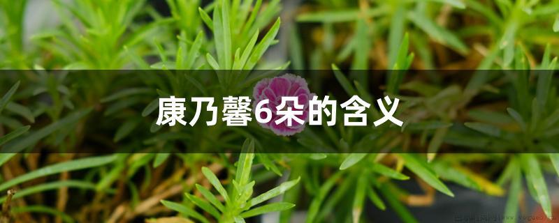 康乃馨6朵的含义