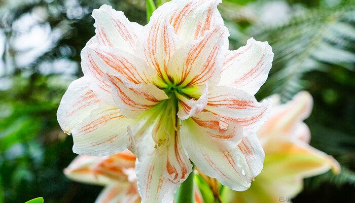 木芙蓉花什么时候开花