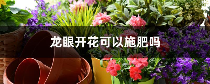 龙眼开花可以施肥吗