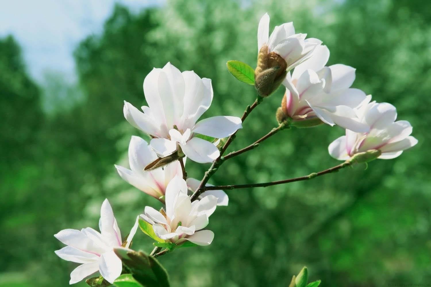 木兰花的花语，怎么养护