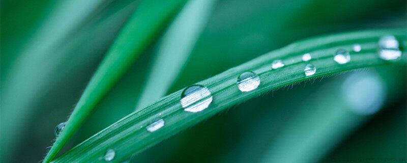 除草剂几小时下雨不怕