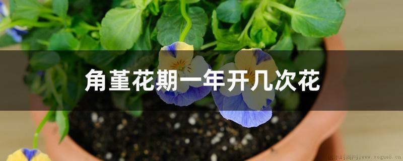 角堇花期一年开几次花