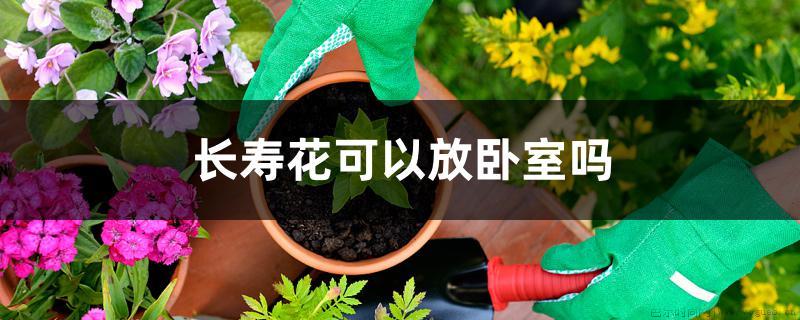 长寿花可以放卧室吗