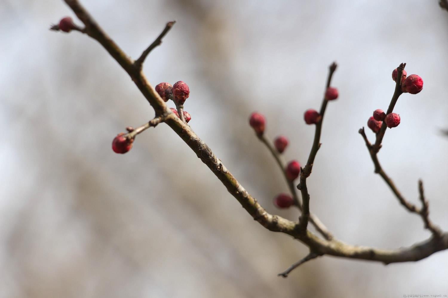 红梅花期，一年开花几次