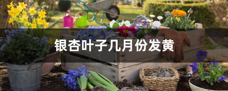 银杏叶子几月份发黄