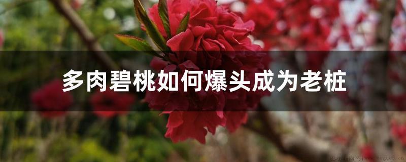 多肉碧桃如何爆头成为老桩