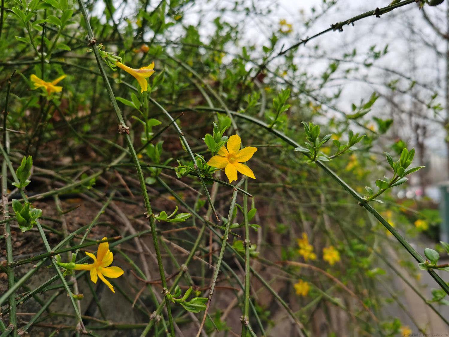 迎春花不开花是怎么回事